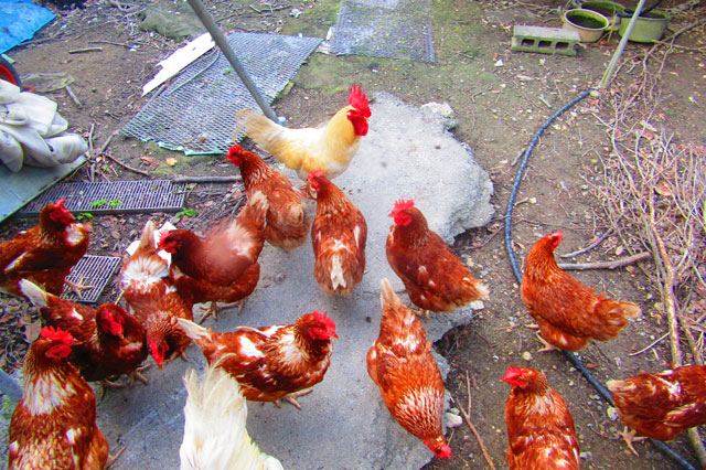 ニワトリの画像